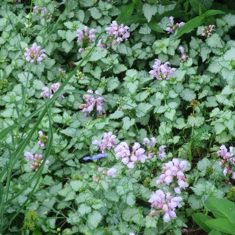 Pink Pewter Lamium, Dead Nettle | American Meadows
