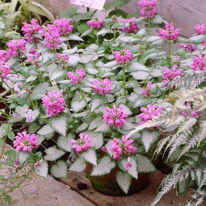 Patchwork Low Grow Lamium Collection