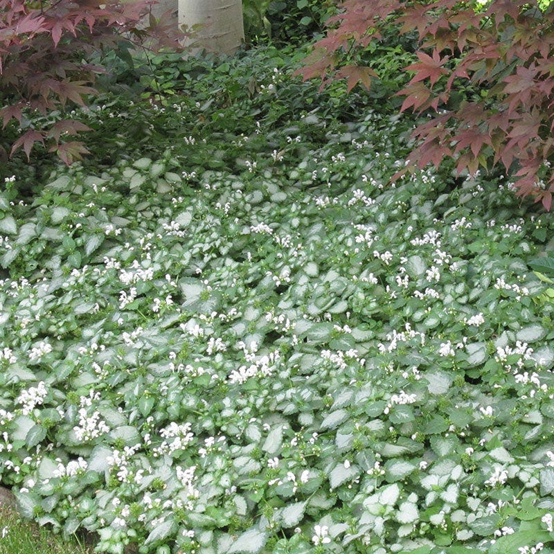 White Nancy Lamium