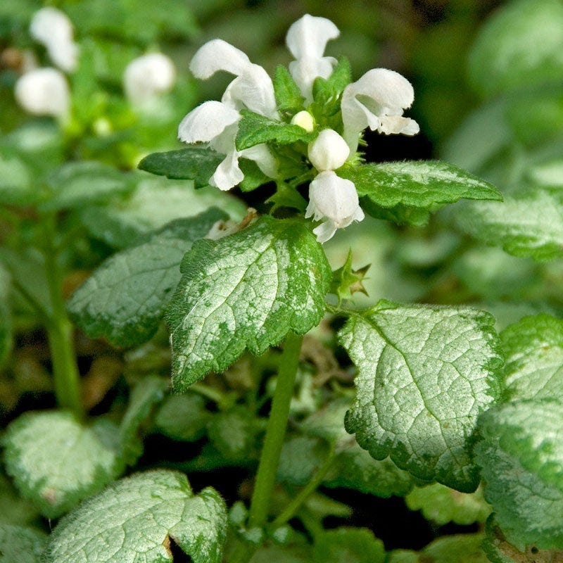 White Nancy Lamium, Dead Nettle | American Meadows