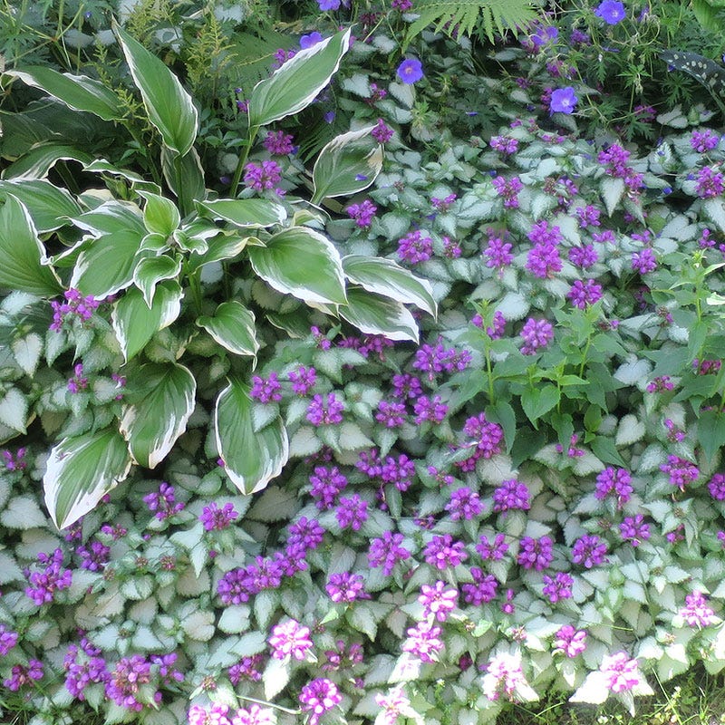 Shady Nook Pre-Planned Garden - Thumbnail 2