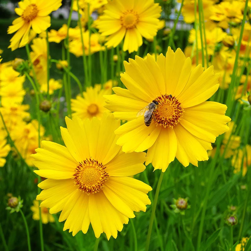 Lanceleaf Coreopsis