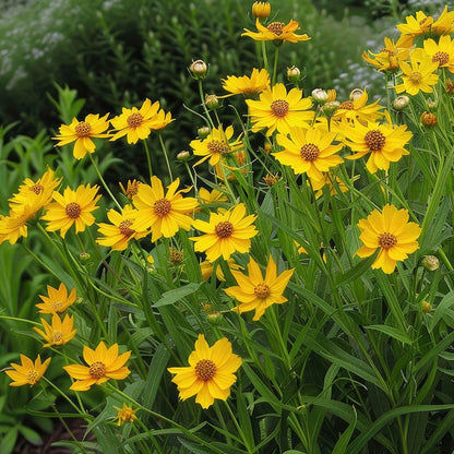 Lanceleaf Coreopsis