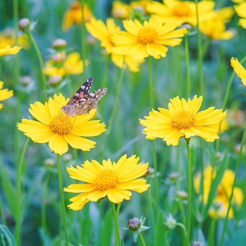 Ecoregion Native Plant Collection - Central USA Plains