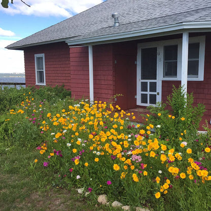 Lanceleaf Coreopsis Seeds