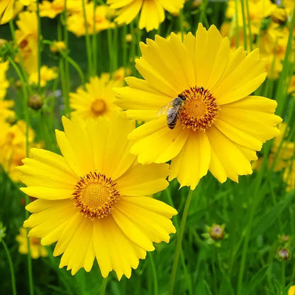 Prairie Habitat Native Plant Collection