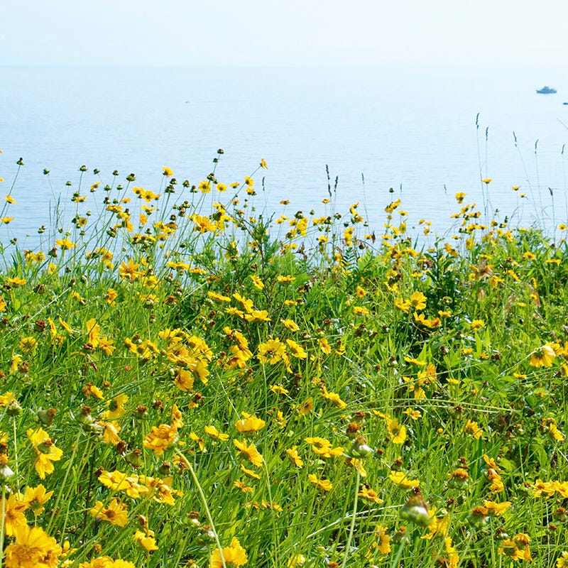 Lanceleaf Coreopsis Seeds