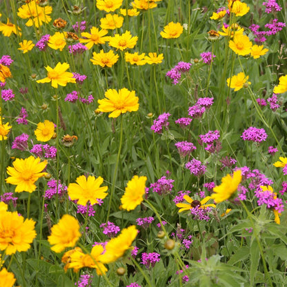 None so Pretty or Catchfly Seeds