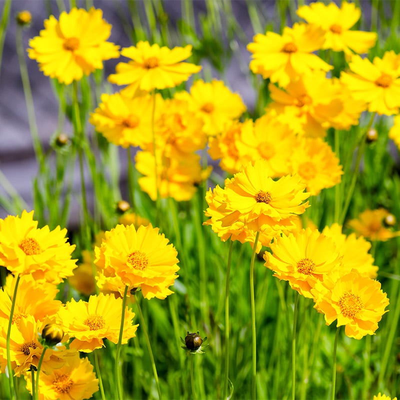 Lanceleaf Coreopsis & Blue Flax Seed Combo