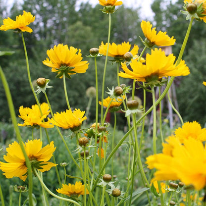 Lanceleaf Coreopsis Seeds
