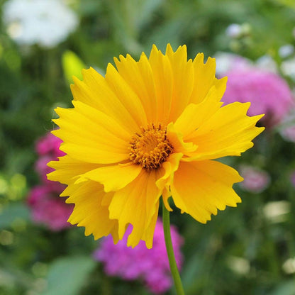 Lanceleaf Coreopsis Seeds