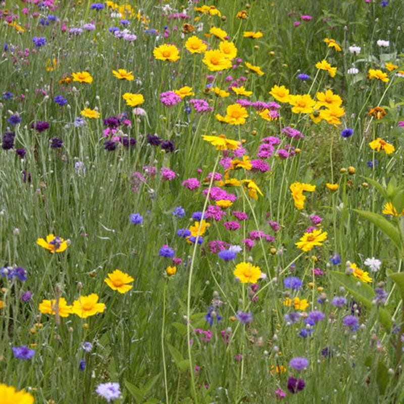 Southeast Wildflower Seed Mix