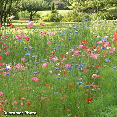 big flower seeds Landscaper's Big Blooms Wildflower Seed Mix