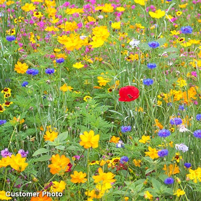 large wildflower seed mix Landscaper's Big Blooms Wildflower Seed Mix
