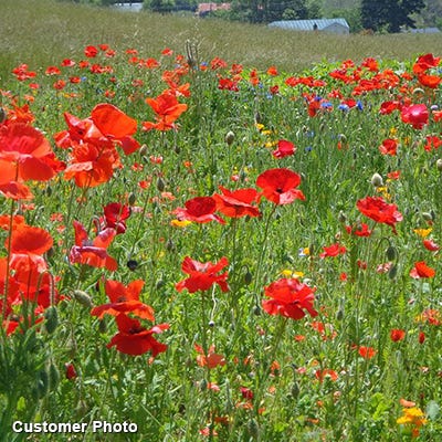 Landscaper's Big Blooms Wildflower Seed Mix