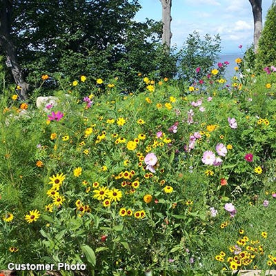 wildflower seeds for large areas Landscaper's Big Blooms Wildflower Seed Mix