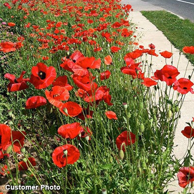 plants with big seeds Landscaper's Big Blooms Wildflower Seed Mix