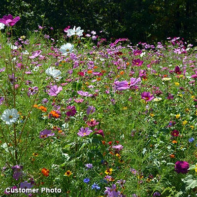 wildflower seeds for large areas Landscaper's Big Blooms Wildflower Seed Mix