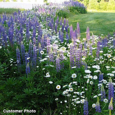 big flower seeds Landscaper's Big Blooms Wildflower Seed Mix