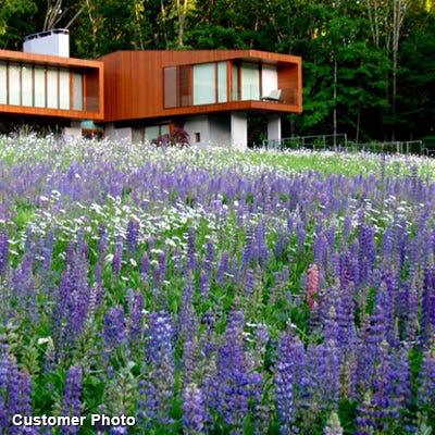 Landscaper's Big Blooms Wildflower Seed Mix