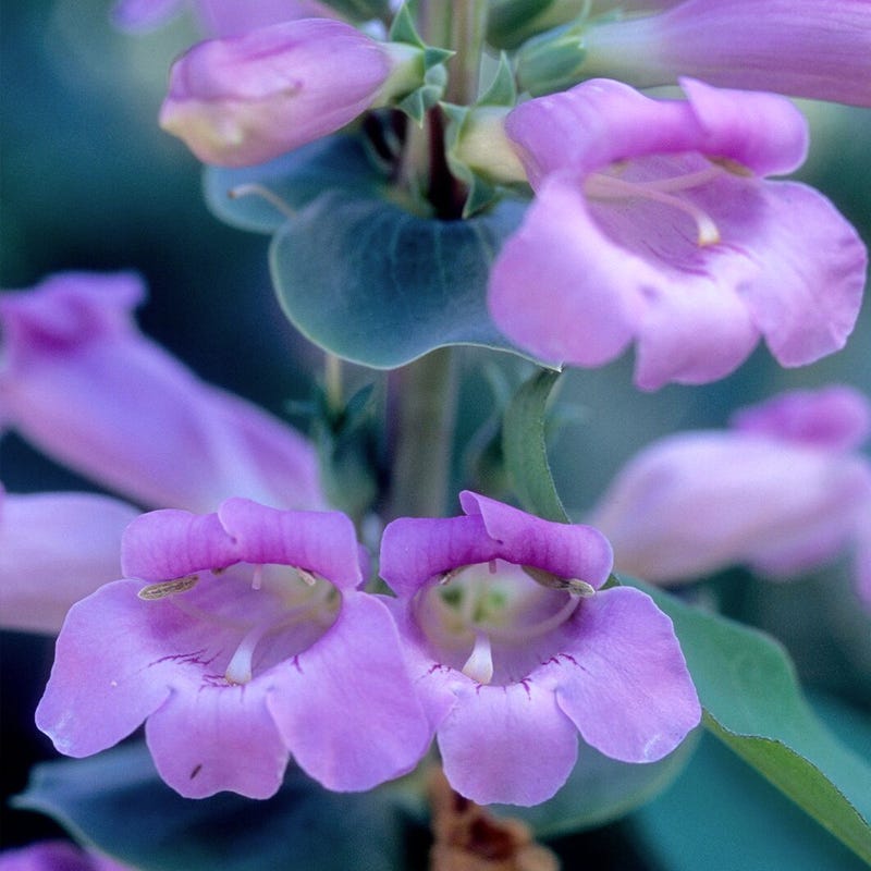 Large-Flowered Penstemon Seeds