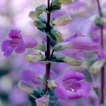 Large-Flowered Penstemon Seeds