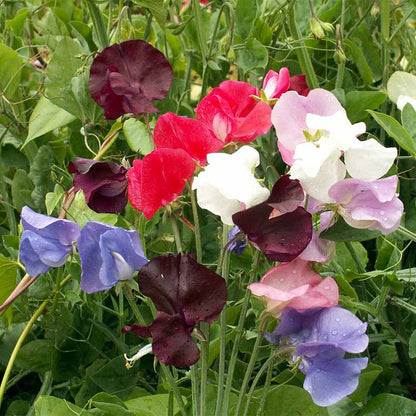 Royal Family Sweet Pea Seeds Mix