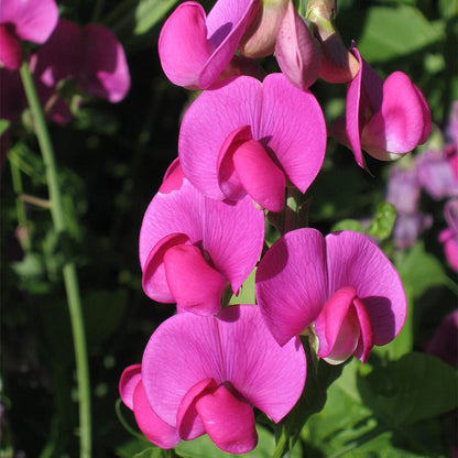 Sweet Pea Seeds