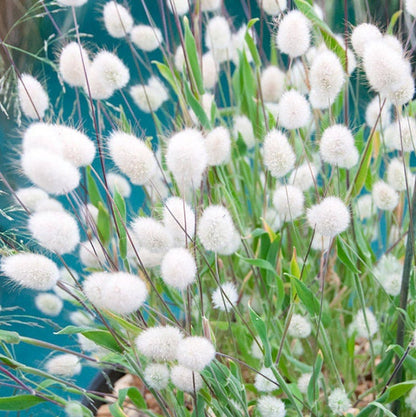 Bunny Tail Grass