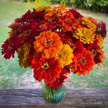 Lava Lamp Zinnia Seed Mix