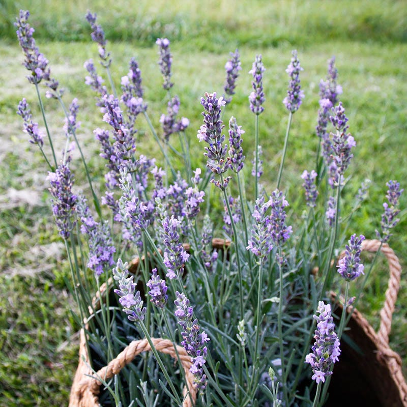 Lavender Retreat Plant Collection