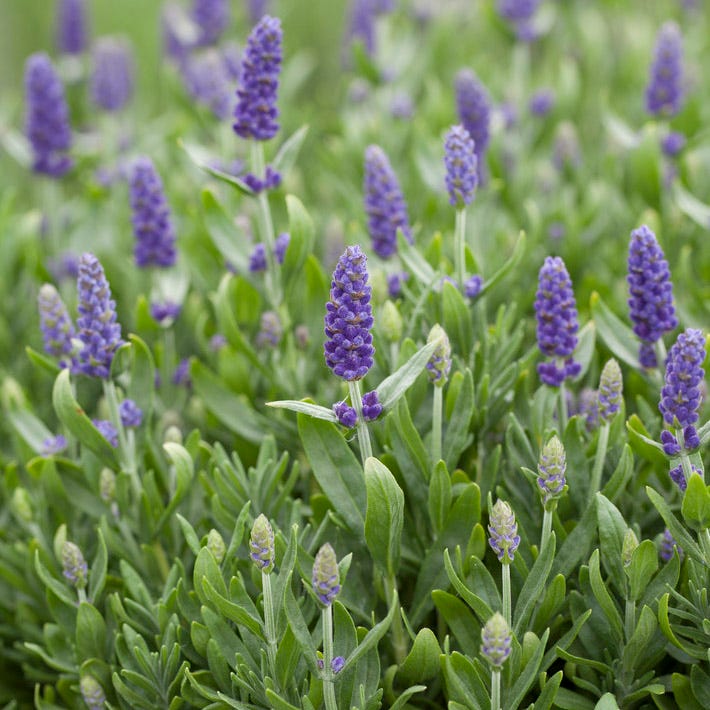 Blue Spear English Lavender