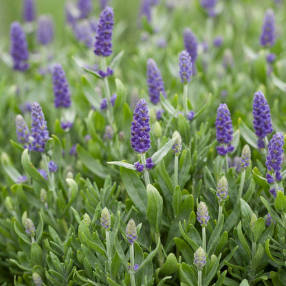 Blue Spear English Lavender