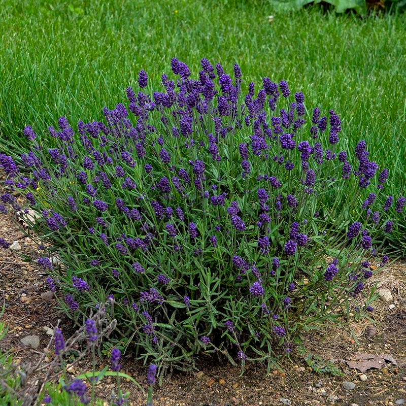 dark purple lavender plant Lavance Deep Purple English Lavender