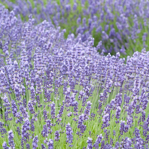 royal purple lavender plants Royal Velvet English Lavender, Lavandula