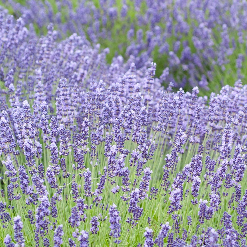 Royal Velvet English Lavender