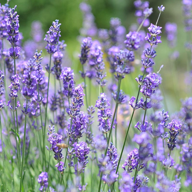 Vera English Lavender