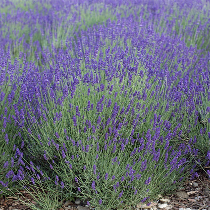 lavender munstead from seed Lavender Seeds Munstead, Lavandula angustifolia