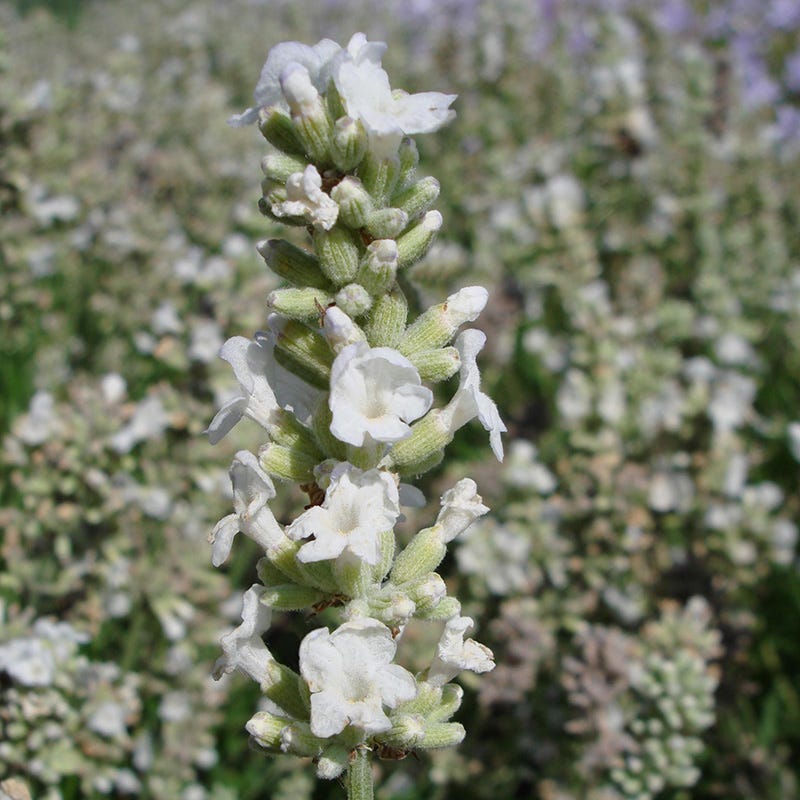 Ellagance Snow English Lavender | White | Plant - 3" Pot by American Meadows