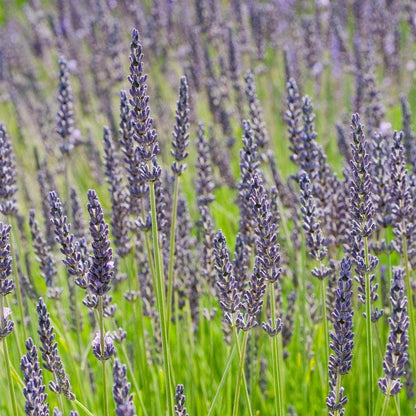 established lavender plants for sale Grosso Lavender, Lavandula