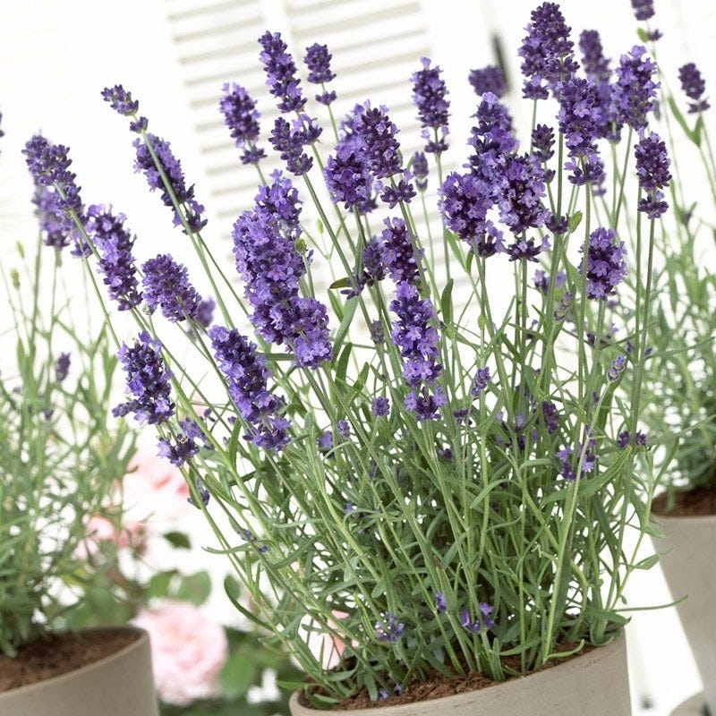 lavender indoor plant for sale Hidcote English Lavender | Purple | Plant