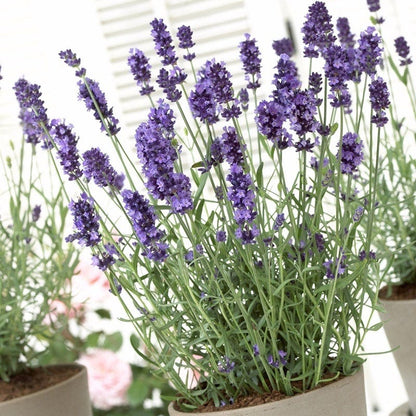 lavender weed plant Hidcote English Lavender, Lavandula