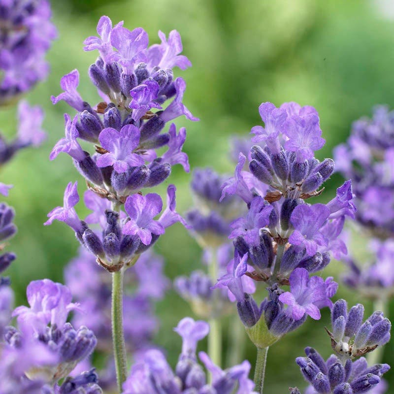 Long Blooming Lavender Collection | American Meadows