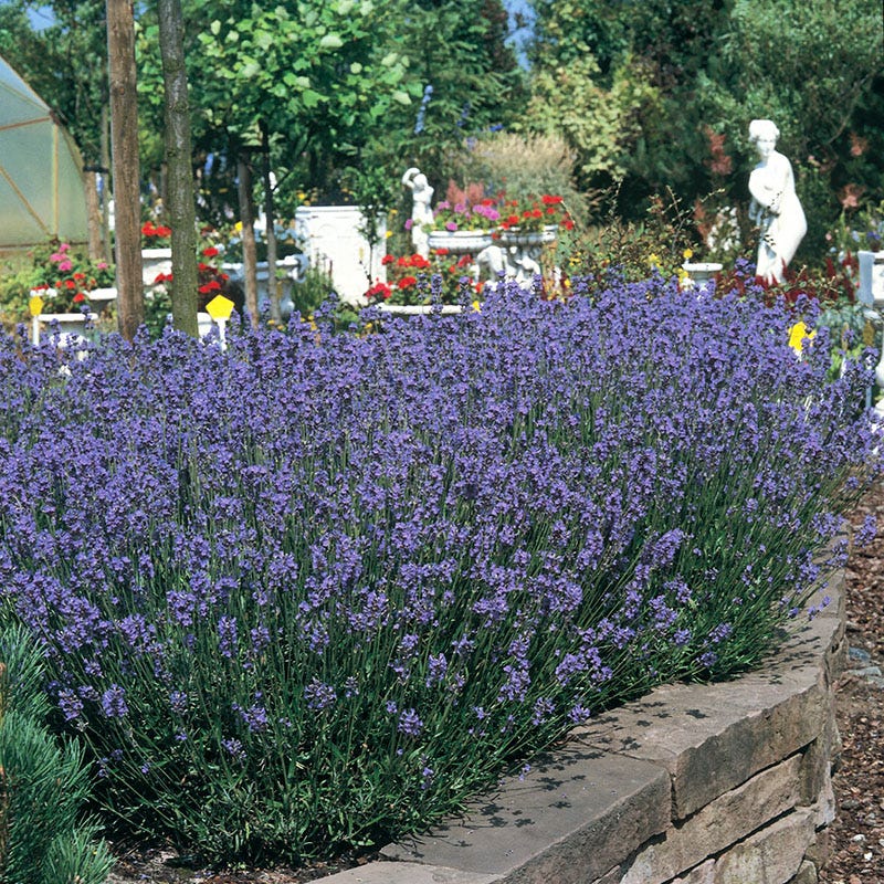 lavender munstead from seed Lavender Seeds Munstead, Lavandula angustifolia