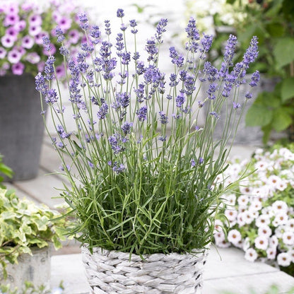 Munstead English Lavender