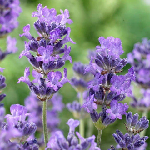 munstead english lavender plant care Munstead English Lavender, Lavandula