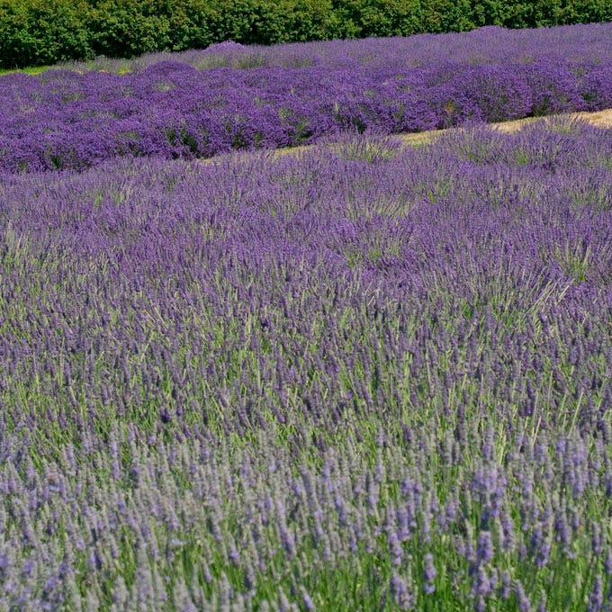 Provence Lavender | Purple | Plant