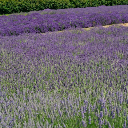 Provence Lavender