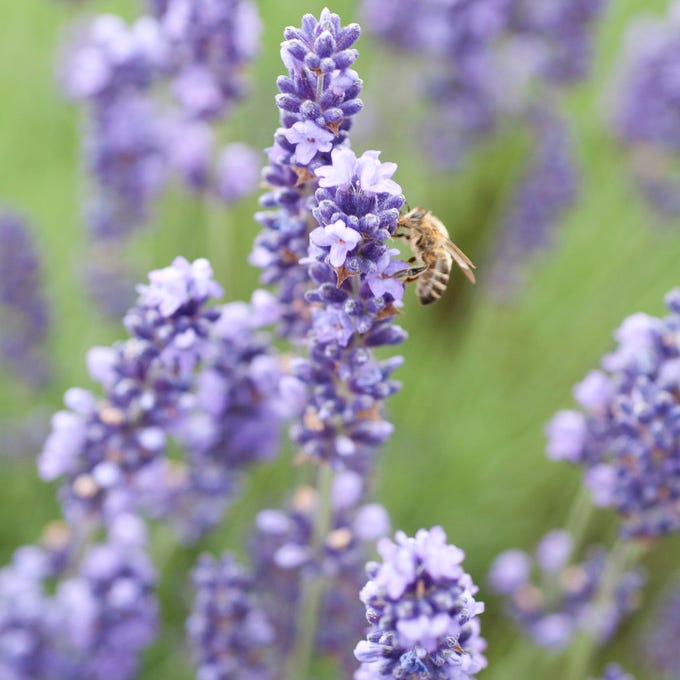 Royal Velvet English Lavender, Lavandula