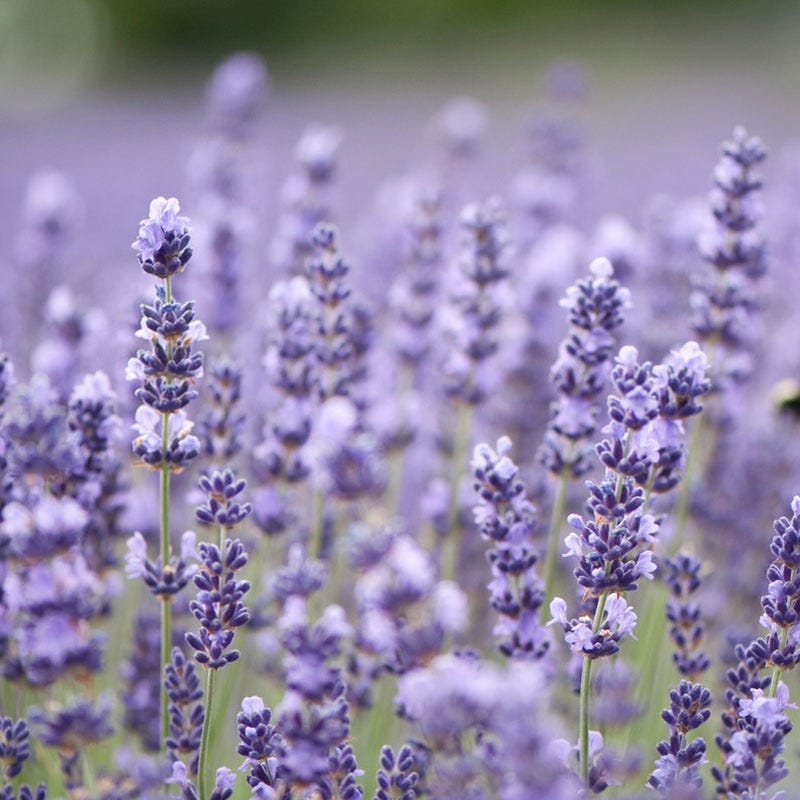 Royal Velvet English Lavender